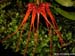 Bulbophyllum_tingabarinum