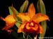 Cattleya_Chunyeah