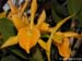 Cattleya_glauca_x_aurantiaca