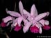Cattleya_intermedia