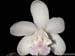 Cattleya_intermedia_dwarf