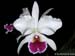 Cattleya_labiata_semialba