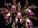 Cattleya_leopoldii