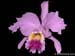 Cattleya_mossiae