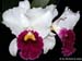 Cattleya_trianae_var_semialba