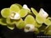 Chilochista_pusilla