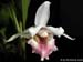 Chondrorhyncha_species