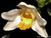 Chysis_bractescens