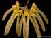 Cirrhopetalum_spec