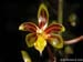 Cleisostoma_birmanica