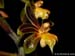 Cleisostoma_birmanica2