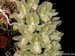 Clowesia_russeliana