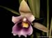 Cochleanthes_discolor