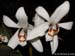 Coelogyne_corymbosa