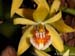 Coelogyne_lentiginosa