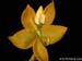 Cycnoches_herrenhusianum_x_chlorochilum