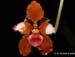 Cyrtochilum_volubile