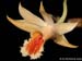 Dendrobium_aff_cariniferum