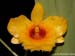 Dendrobium_chrysotoxum_suavissimum