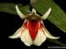Dendrobium_cruentum