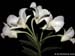 Dendrobium_dearei
