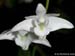 Dendrobium_kingidium_var_album