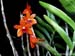 Dendrobium_mohlianum2