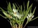 Dendrobium_pentapterum