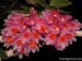 Dendrobium_pseudoglomeratum