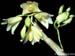 Dendrobium_stuposum