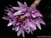 Dendrobium_yeageri