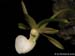 Dendrophylax_funalis