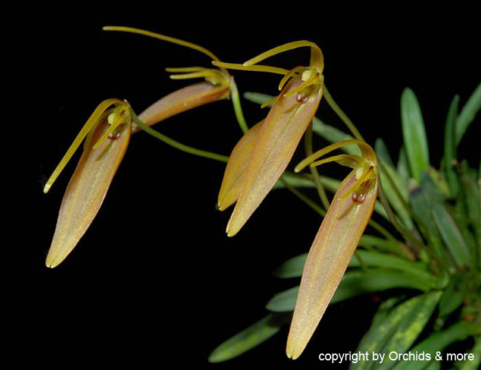 Barbosella_hirtzii