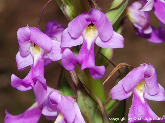 Brachycorythis2