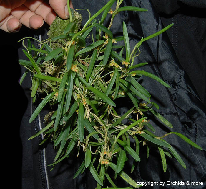 Bulbophyllum_mutabile2