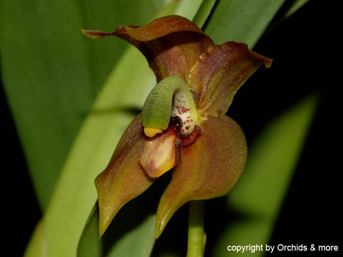 Chrysocycnis_schlimii2