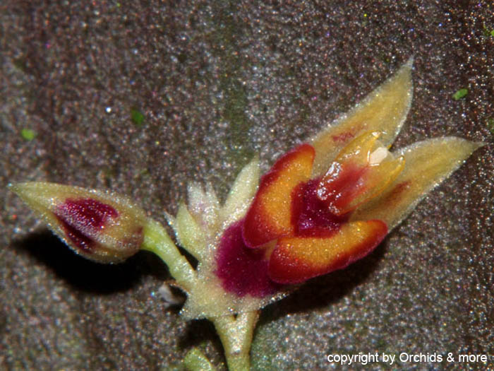 Lepanthes_spec4