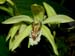 Coelogyne_spec