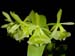 Epidendrum_diffusum