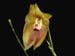 Lepanthes_escobariana