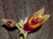 Lepanthes_spec4