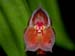 Lepanthes_wendlandii
