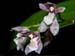 Mesospenidium_species