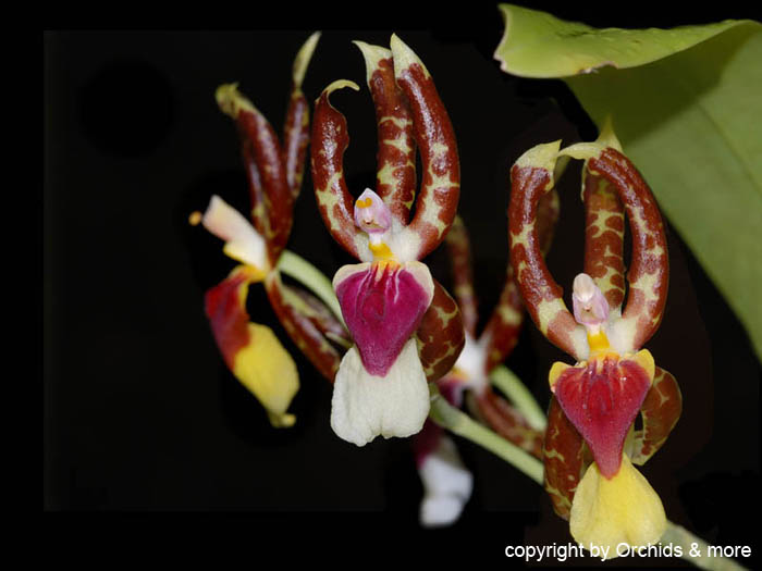 Miltonioides_schroederiana