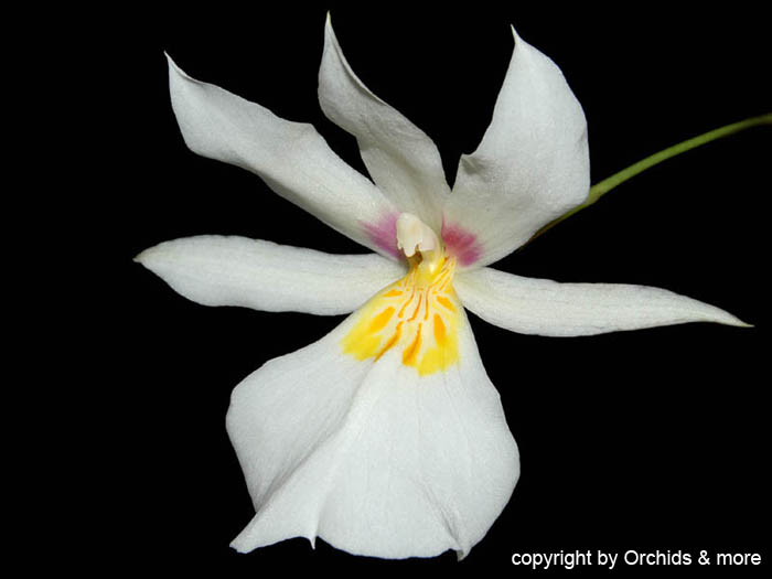 Miltoniopsis_roezlii