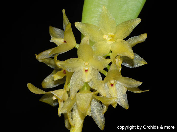 Octomeria_concolor