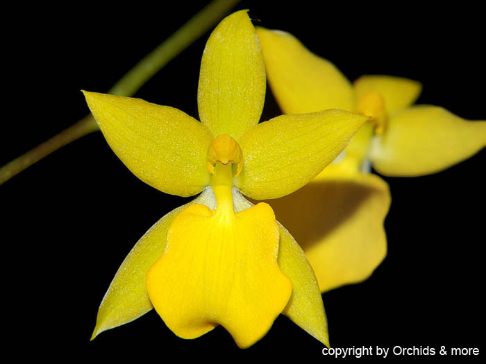 Oncidium_aureum
