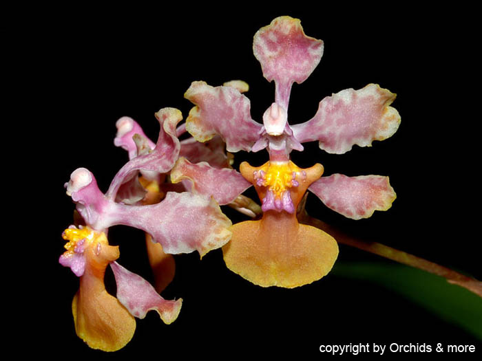 Oncidium_carthagenense