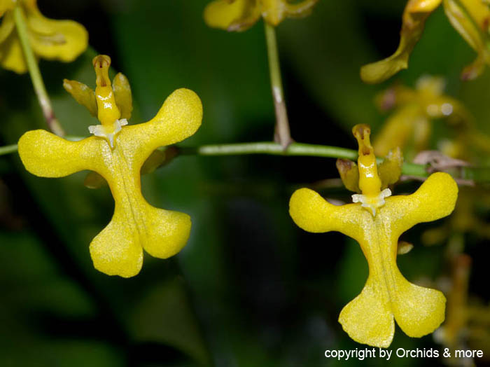 Oncidium_exalatum