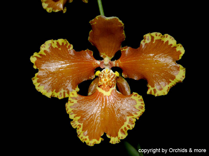 Oncidium_forbesii